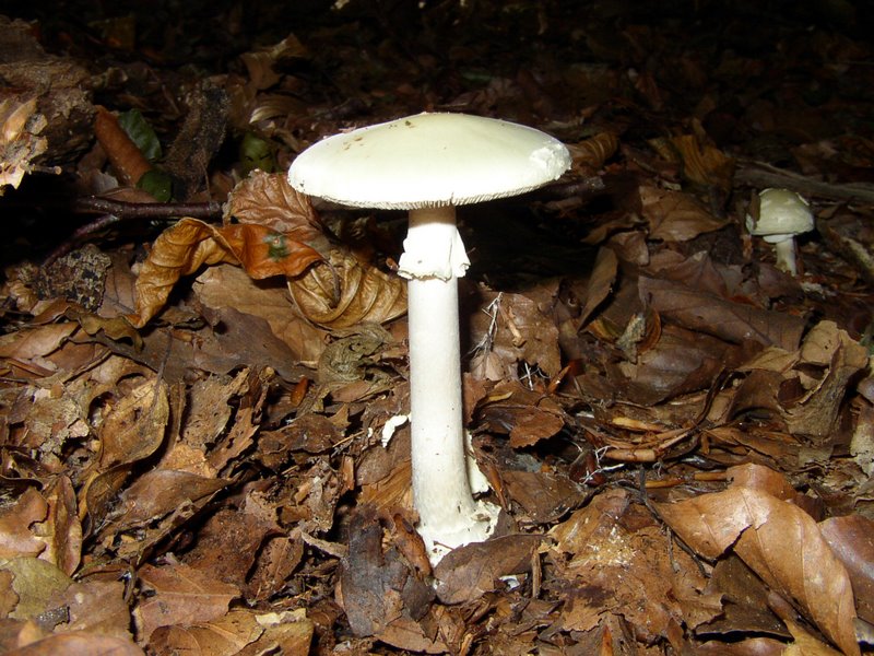 Amanita Citrina var. alba